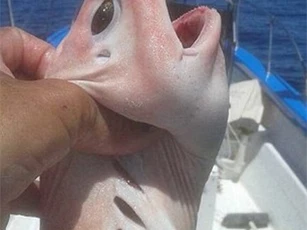 Mexico: Phát hiện cá tới từ ngoài hành tinh