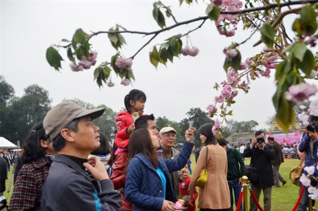 300 cành hoa anh đào sắp bung nở tại Hoàng Thành Thăng Long