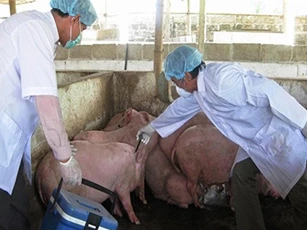 Kiểm tra đột xuất chất cấm tại cơ sở giết mổ
