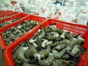 Tôm Việt bị “cấm cửa” tại Ả-rập-Xê-ú́t