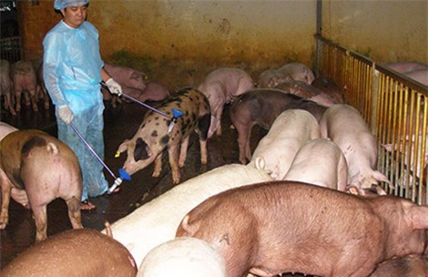 Từ 1/7, sử dụng chất cấm trong chăn nuôi sẽ bị phạt tù