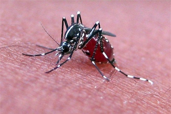 Ngoài Zika, muỗi còn gây ra những căn bệnh chết người nào?