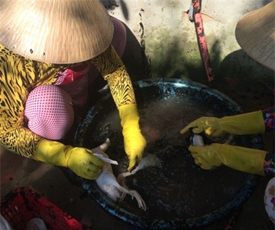 Hậu Giang: Kinh hãi cơ sở sử dụng hóa chất để nhổ lông vịt