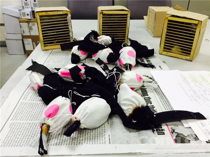 Buộc chim quý vào ống chân để vận chuyển đi Đài Bắc