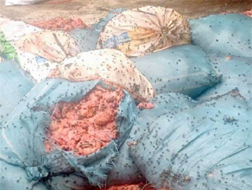 Kinh hoàng 4 tấn mỡ ruồi nhặng bâu đầy tuồn ra Hà Nội