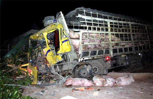 Xe tải chở heo tông đuôi xe khách, 3 người thương vong