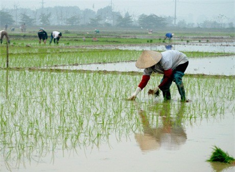 Đang cấy, em dâu bất ngờ bị anh chồng chém tử vong