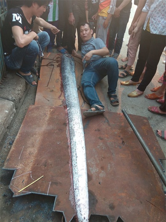 Nghệ An: Người dân đổ xô đi xem "thủy quái" dài gần 4m