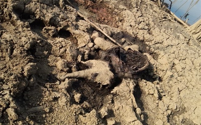 Phát hiện xác voi con đang phân hủy bên đầm lầy