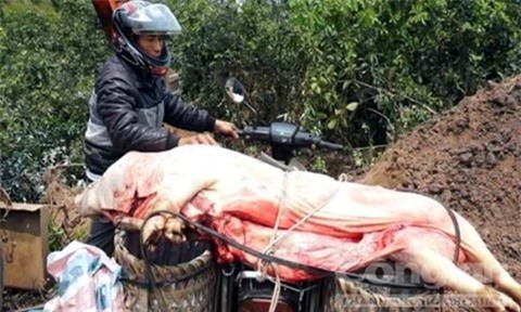 Bị bắt vì ngang nhiên mang thịt heo chết vì dịch bệnh ra chợ bán