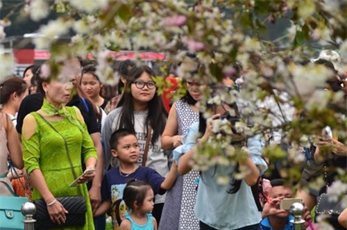 Chen nhau đến tắc đường để ngắm hoa anh đào ở Hoàng Thành