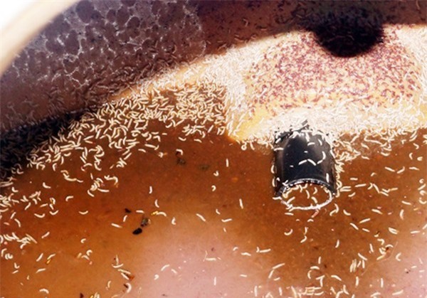 "Rợn tóc gáy" với phương pháp chữa bệnh bằng... dòi