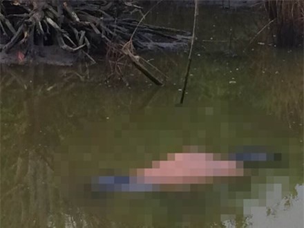 Kinh hãi phát hiện xác nữ giới nổi lập lờ bên vuông tôm