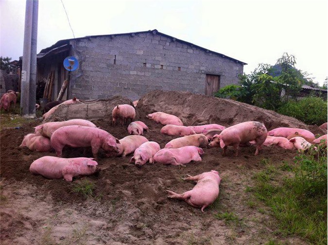 Lợn chết, thải loại tràn ngược về nội địa