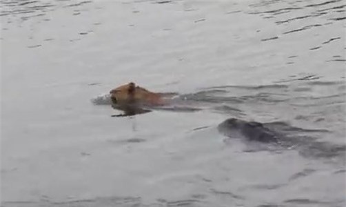 Long An: Vây bắt cá sấu 70 kg trên sông Soài Rạp