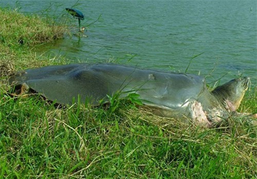 Chế tác xác rùa Hồ Gươm bằng phương pháp nhựa hóa