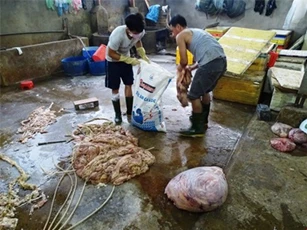 Bắt giữ lò mổ tuồn 200kg nội tạng bò ngâm hóa chất mỗi ngày