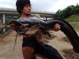 Hồng Kông: Bắt được cá trê khổng lồ trên dòng sông "siêu bẩn"