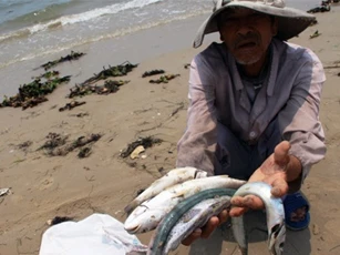 Phó thủ tướng yêu cầu điều tra vụ cá chết hàng loạt ở miền Trung