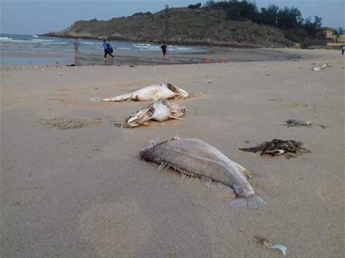 Cá chết hàng loạt ở biển miền Trung: Có "yếu tố độc cực mạnh"