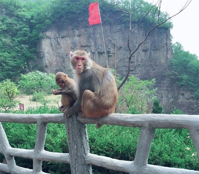 Sốc: Doanh nhân nổi tiếng bị khỉ ném đá tử vong