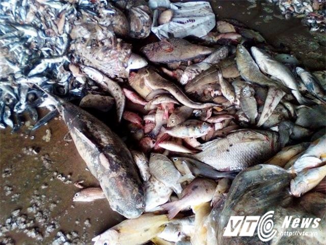 Thông tin chấn động vụ cá chết hàng loạt ở miền Trung