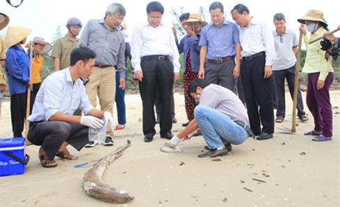 Vụ cá chết: Bộ Công Thương cử gấp đoàn công tác làm việc với Formosa