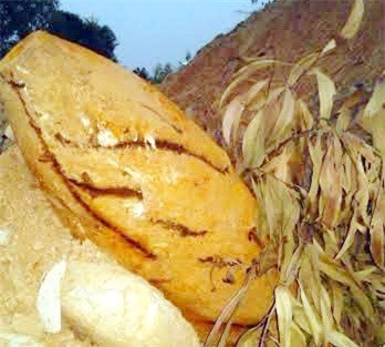 Hai cha con bàng hoàng phát hiện quả bom nửa tấn khi đào ao