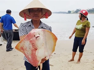 Vụ cá chết hàng loạt: Phát ngôn gây sốc của Giám đốc đối ngoại Formosa