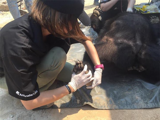 Cứu một cá thể gấu 13 tuổi bị nuôi nhốt tại Đà Nẵng