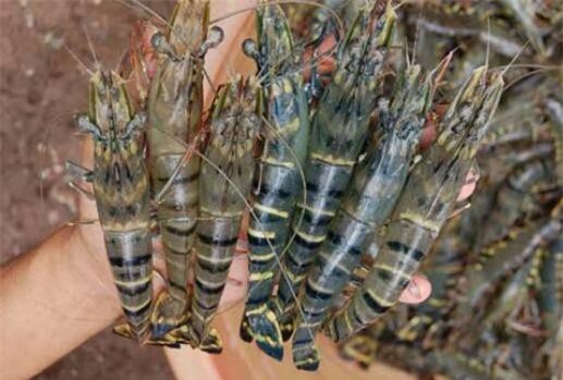 Giá hải sản tăng mạnh, tôm sú đắt kỷ lục từ trước đến nay
