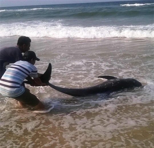 Lại thêm 5 thợ lặn làm việc ở vùng biển Formosa phải nhập viện