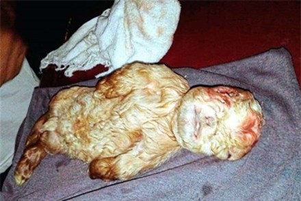 Malaysia: Độc đáo với dê mặt người