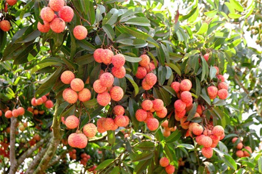 Nông sản Việt Nam sang Hoa Kỳ còn nhiều khó khăn