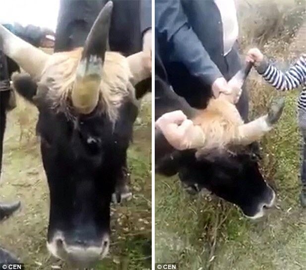 Uzebekistan: Sốc với con "kỳ lân sống"