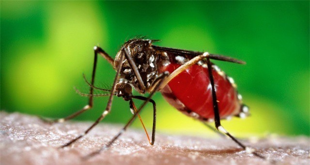 Việt Nam công bố hết dịch virus Zika