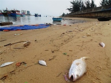 Vụ cá chết hàng loạt ở biển miền Trung: Tiết lộ con số gây sốc