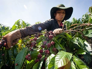 Xuất khẩu nông thủy sản vượt mốc 10 tỷ đôla sau 4 tháng đầu năm