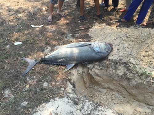 Cá biển chết hàng loạt tại Huế do chất độc cực mạnh