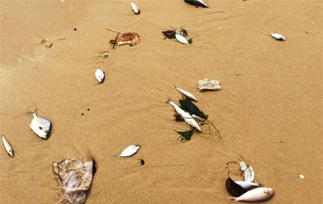 Cá chết hàng loạt ở miền Trung: Ngư dân đổ xô vớt cá bán cho thương lái