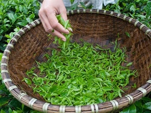 Giá chè tại Thái Nguyên tụt sâu do dồi dào nguồn cung