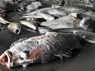 Nghiêm cấm kinh doanh, tiêu thụ cá chết bất thường ở miền Trung