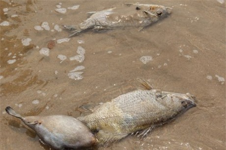 Vụ cá chết hàng loạt: Chiều nay sẽ rõ nguyên nhân của sự việc?