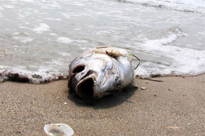 Chuyên gia nói gì về thủy triều đỏ khiến cá chết hàng loạt?