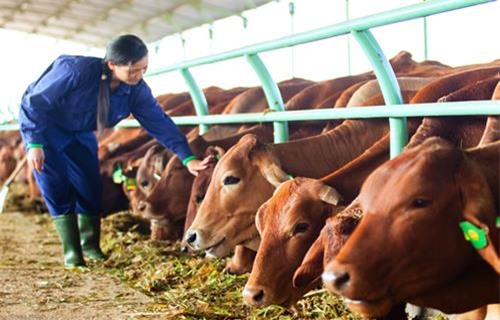 Đấu giá cổ phần Tổng Công ty Chăn nuôi thu về gần 400 tỷ