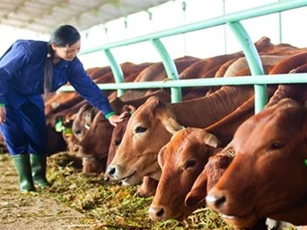 Đấu giá cổ phần Tổng Công ty Chăn nuôi thu về gần 400 tỷ