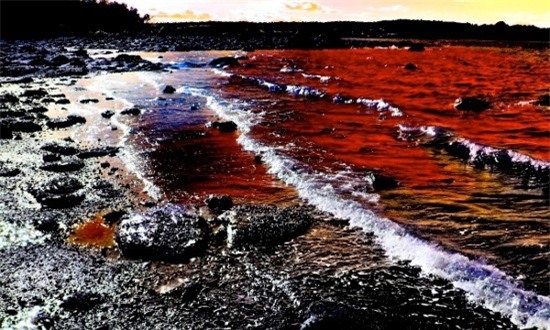 Hội nghề cá: Cá chết không phải do thủy triều đỏ mà do chất độc