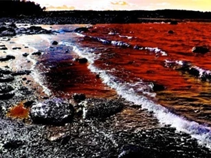 Hội nghề cá: Cá chết không phải do thủy triều đỏ mà do chất độc