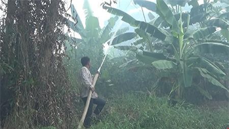 Hơn 13 ha rừng vườn quốc gia bị sét đánh cháy