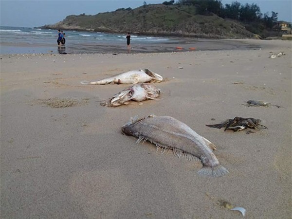 Bộ Trưởng Bộ TN&MT nhận khuyết điểm vụ cá chết